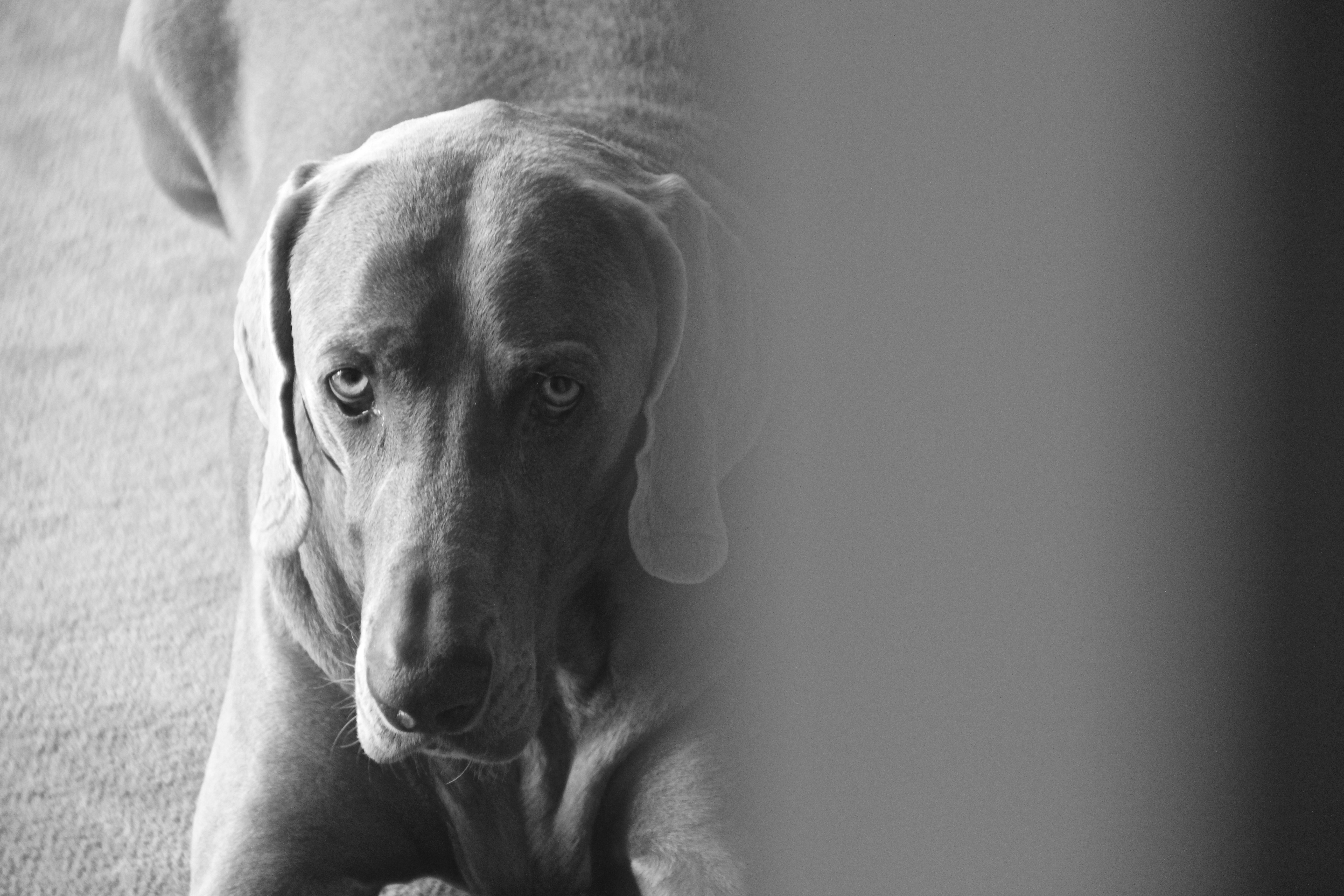 Free Unsplash photo from Delfina Iacub