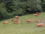 A herd of cattle enjoying a balanced diet.