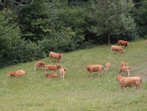 A herd of cattle enjoying a balanced diet.