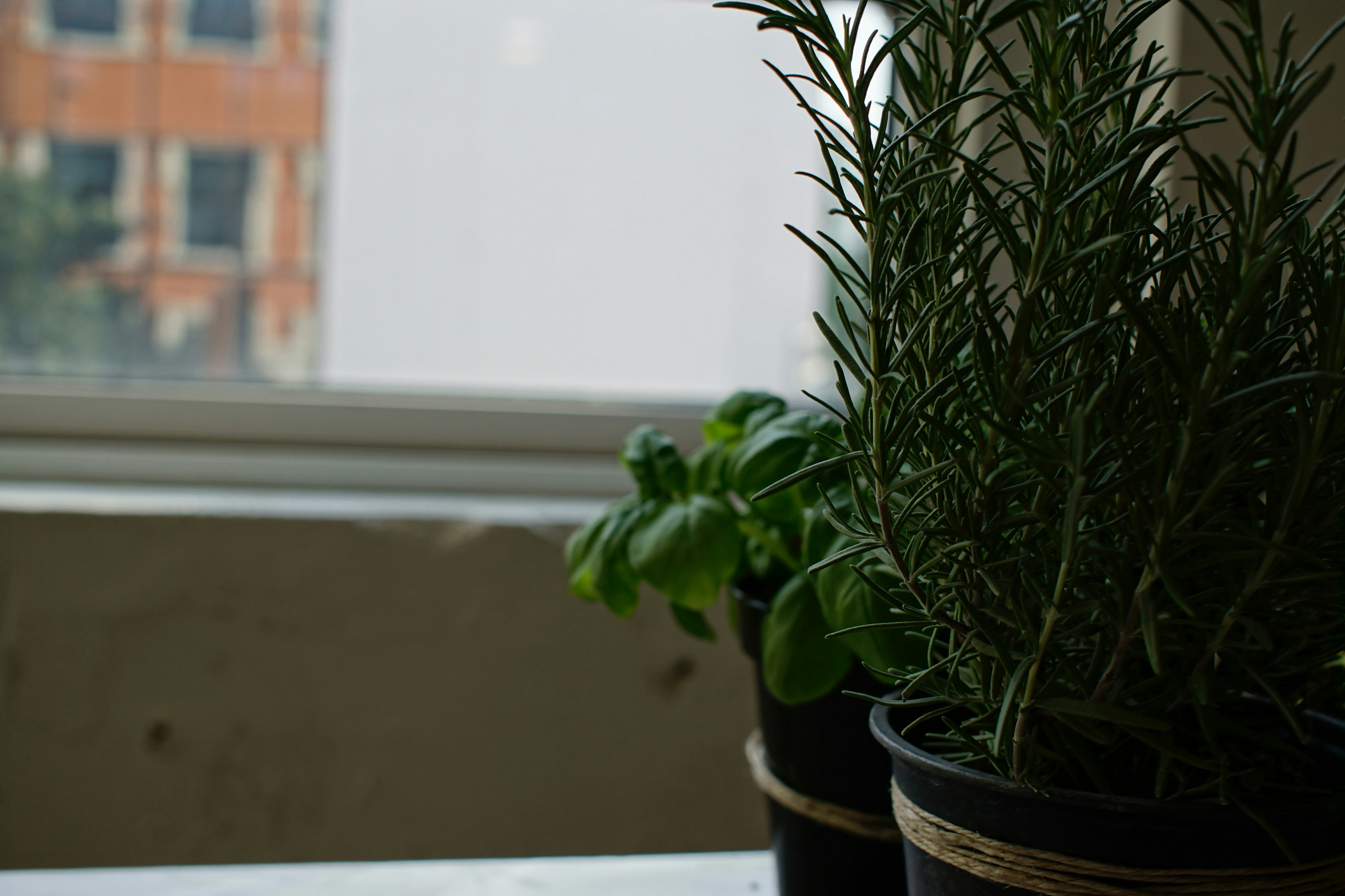 Best herbs to grow indoors - A sunny windowsill filled with potted basil, mint, and rosemary.