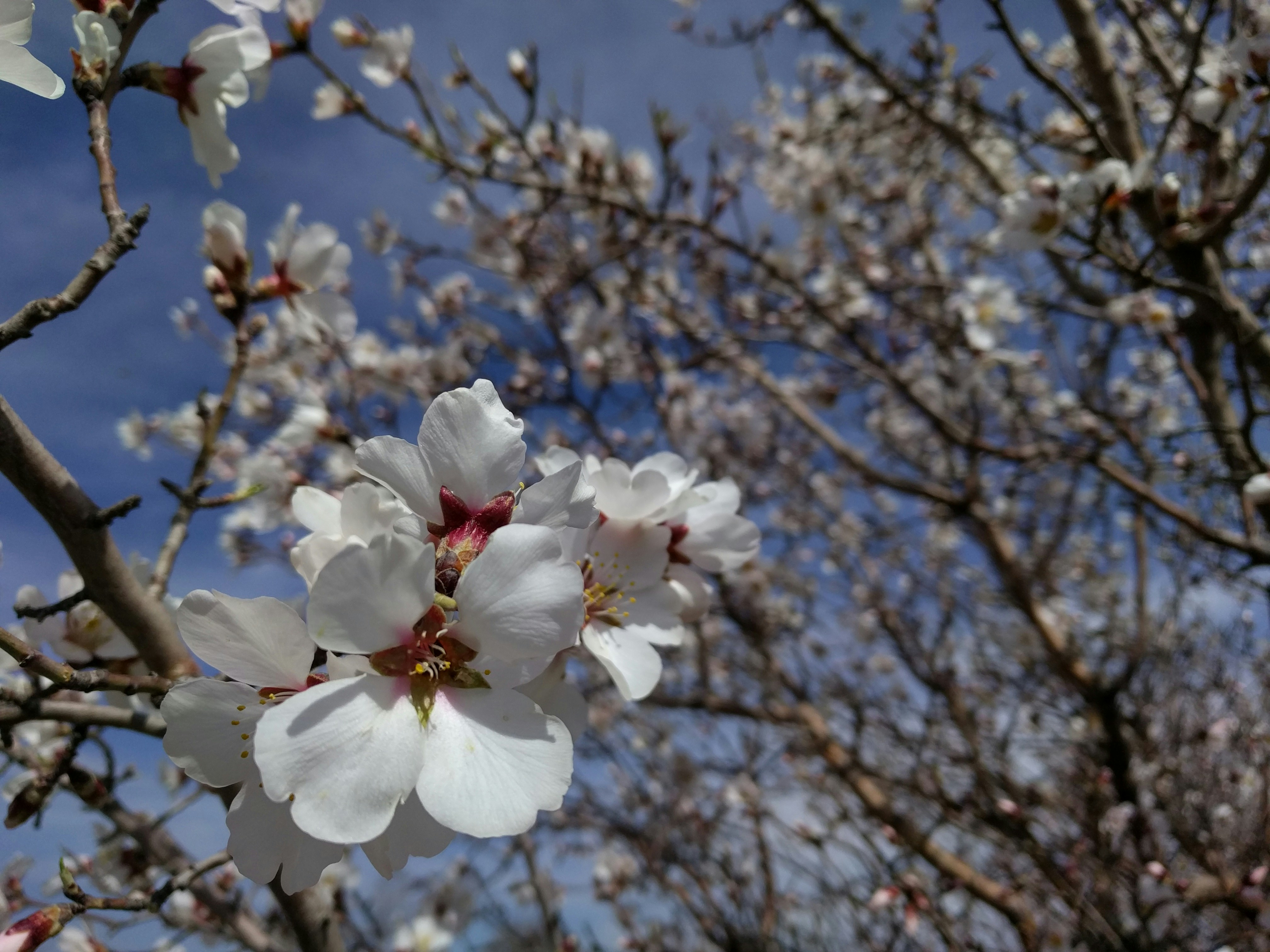 Free Unsplash photo from Mohammadreza Shahmohammadi