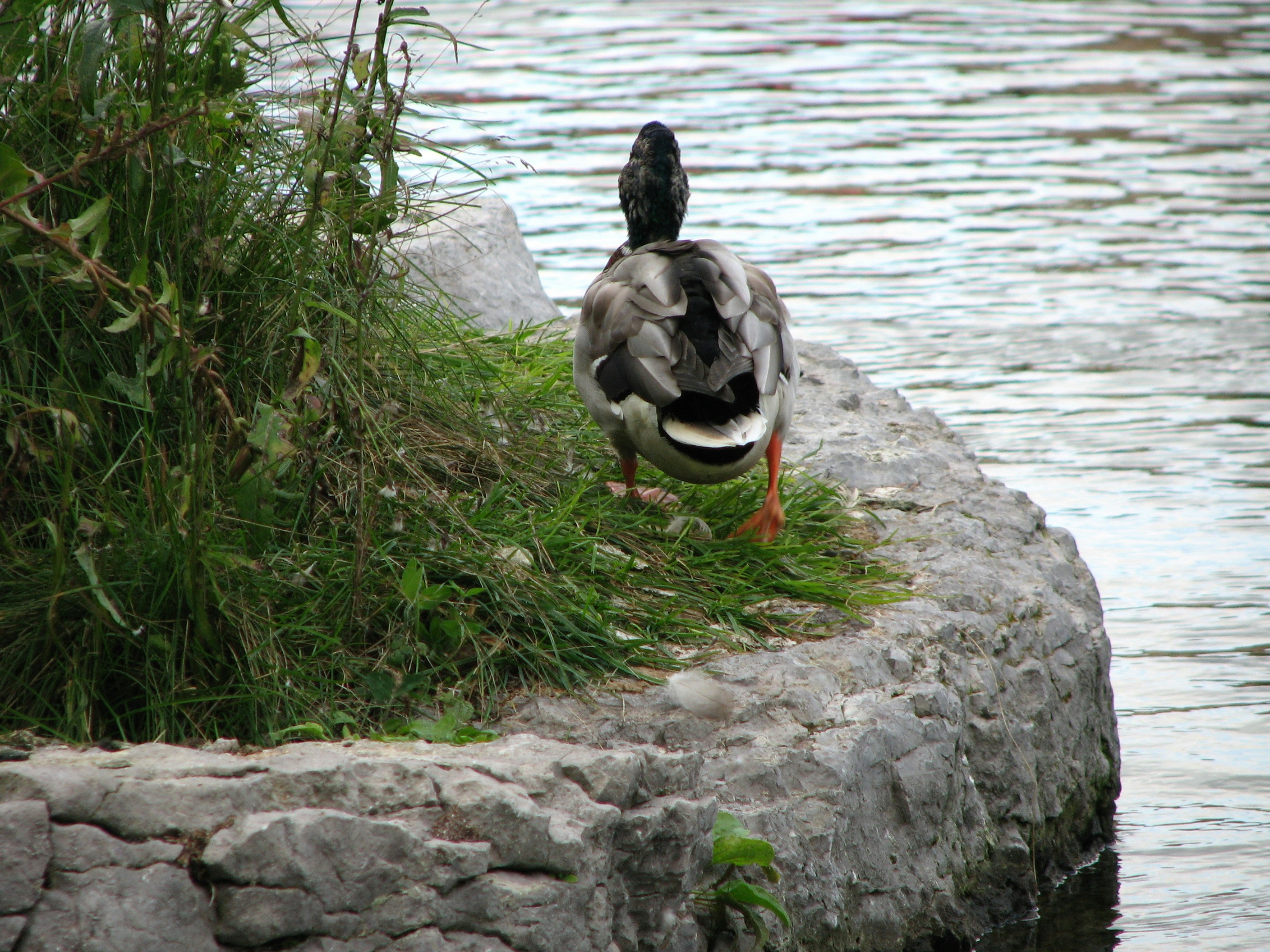 Free Unsplash photo from Andrew R  Thomson