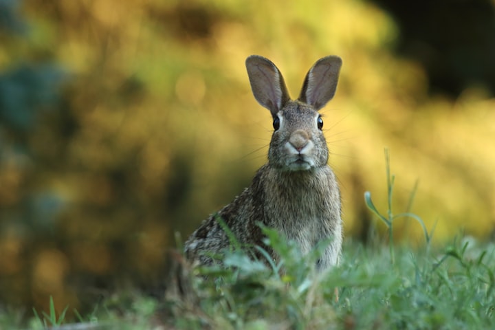 The Cunning Rabbit and the Proud Lion