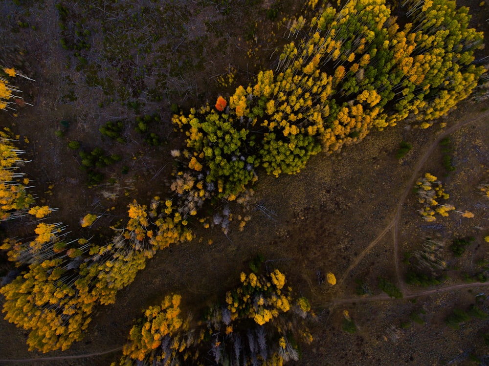 aerial photography of forest