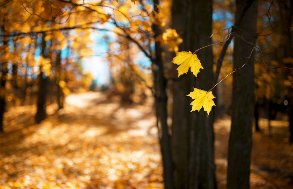 yellow maple leaf on ground during daytime