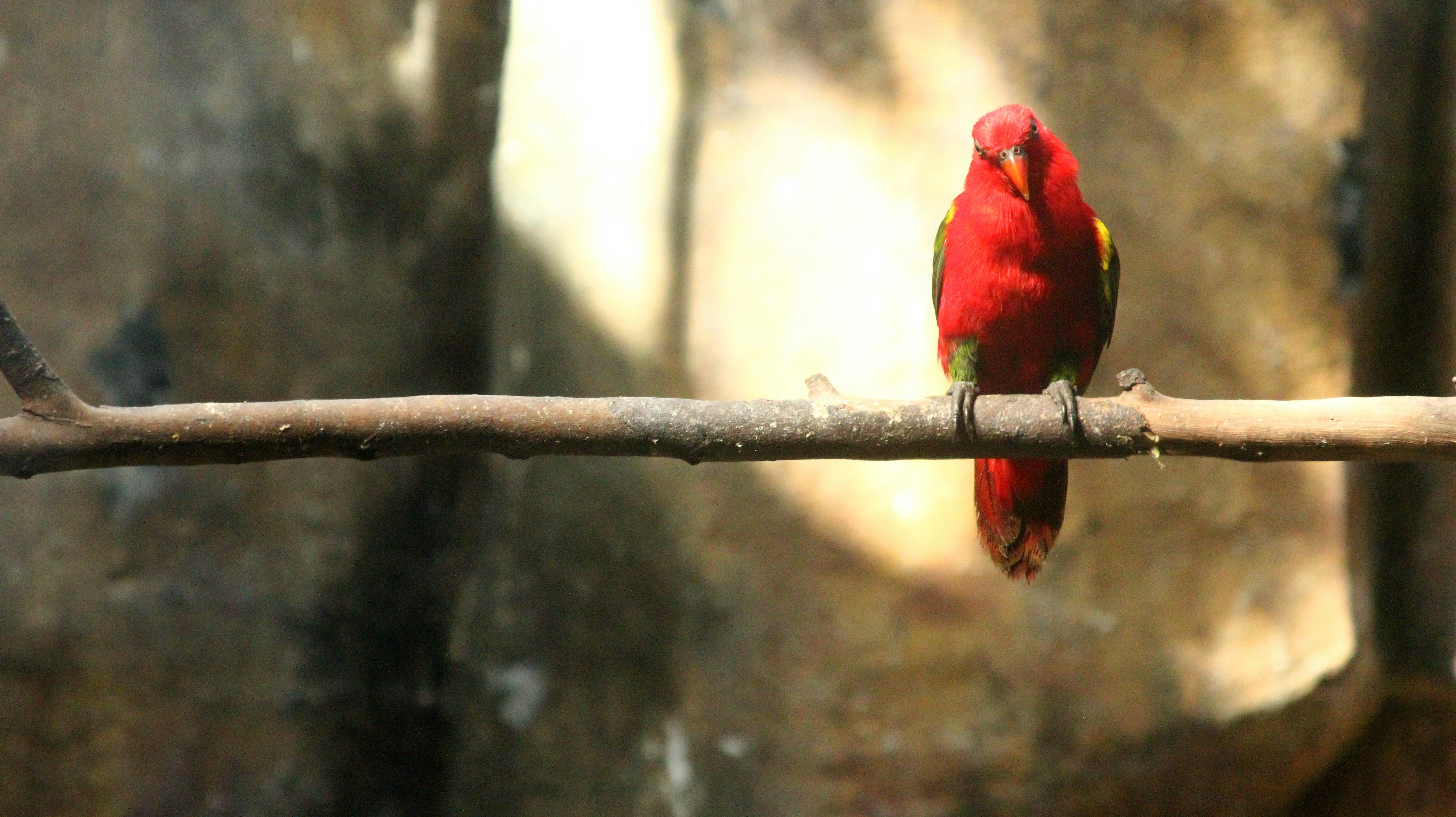 Free Unsplash photo from Kervin Edward Lara