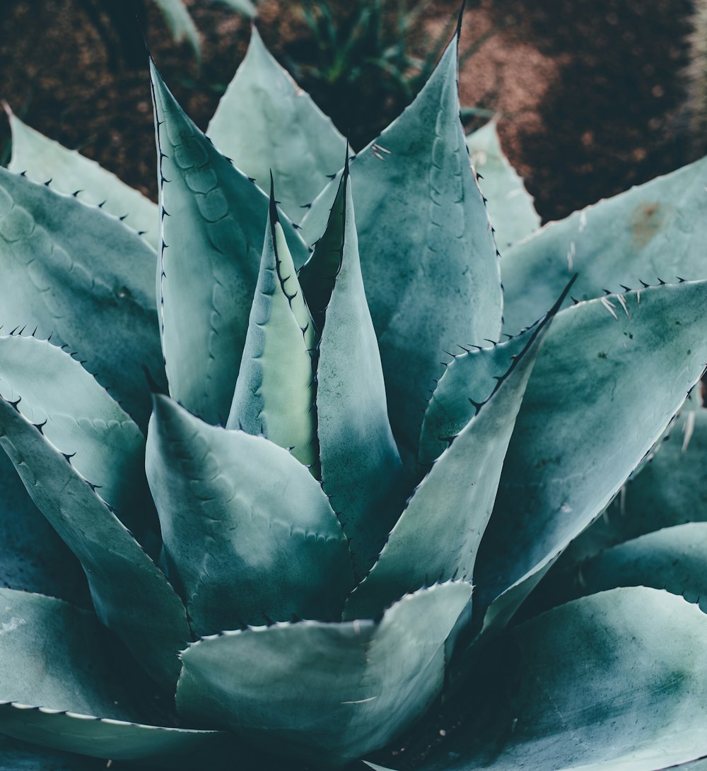 green pineapple leaf