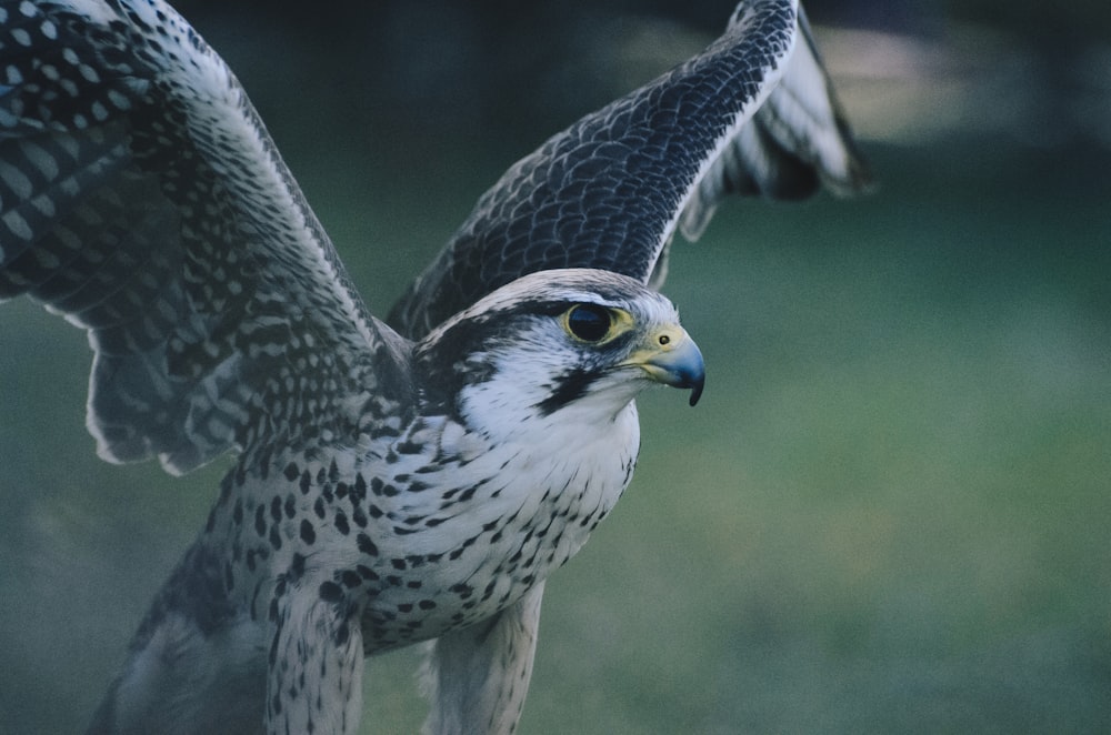 faucon noir et blanc déployant ses ailes