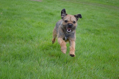 A focused athletic dog sprinting across a green field, muscles engaged and eyes forward.