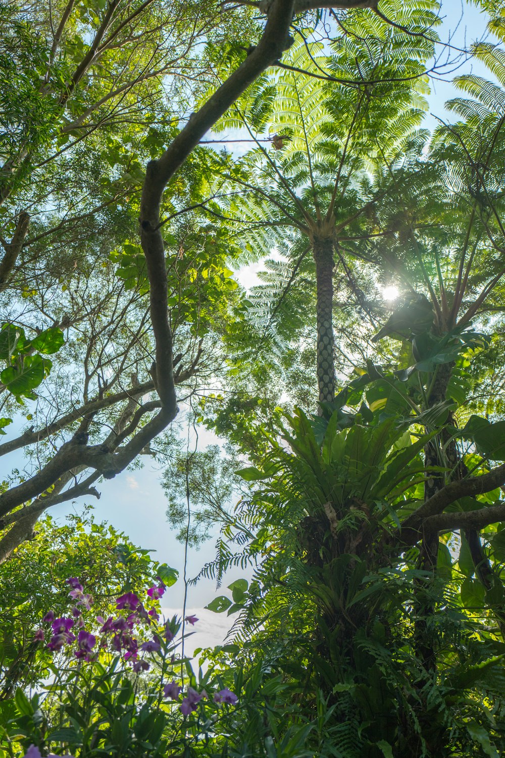 brown and green fern trees