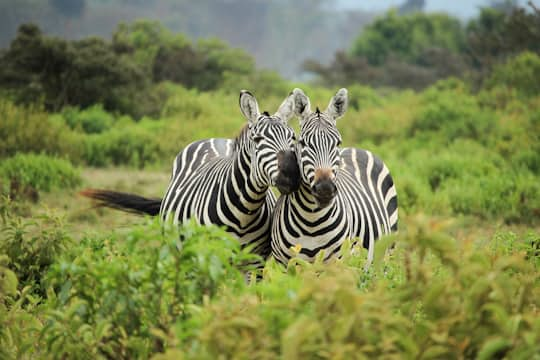 Zebra