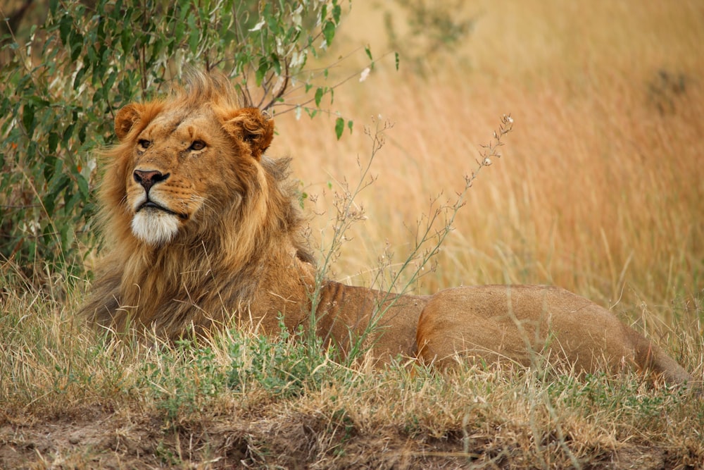 A lion lying on the ground.