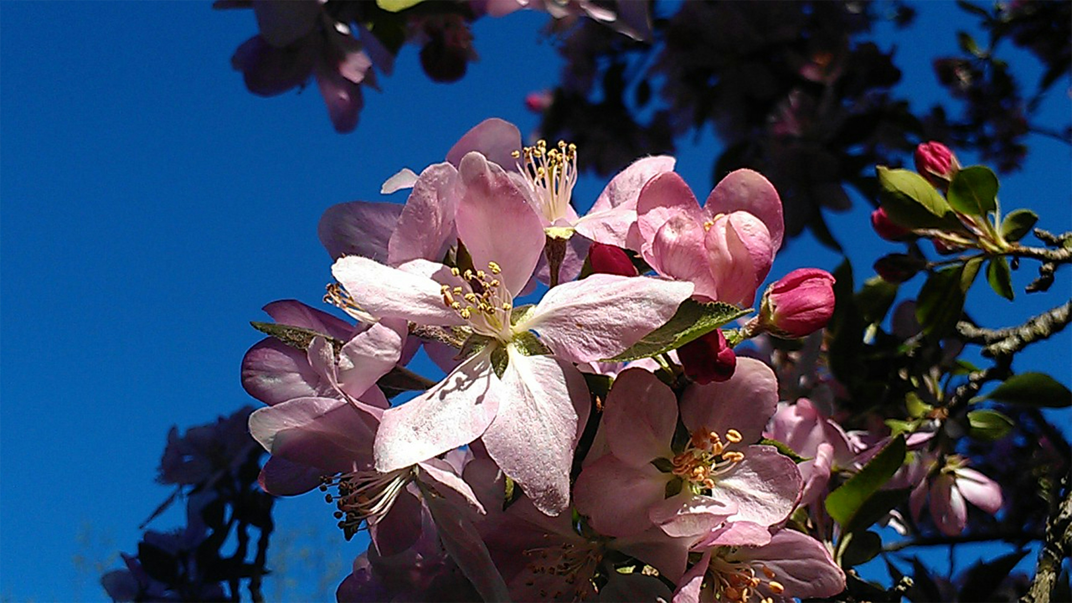 Free Unsplash photo from Michelle Walcott