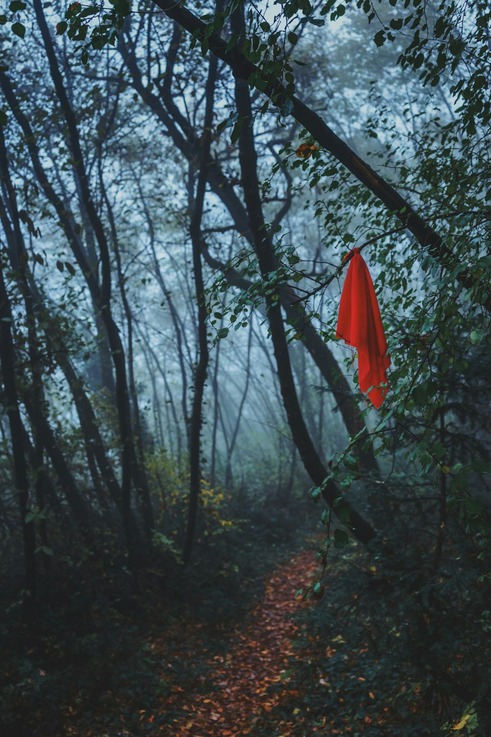 A red blanket hanging from a tree in a forest.