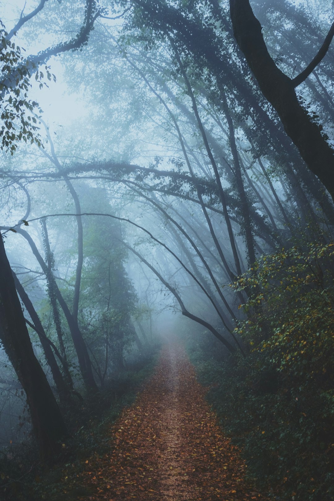 travelers stories about Forest in Rocca di garda, Italy