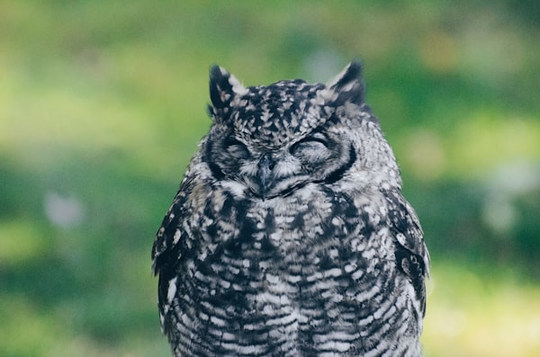 Owl sleeping and dreaming via Rapid Eye Movement (REM) sleep and such similar to mammals