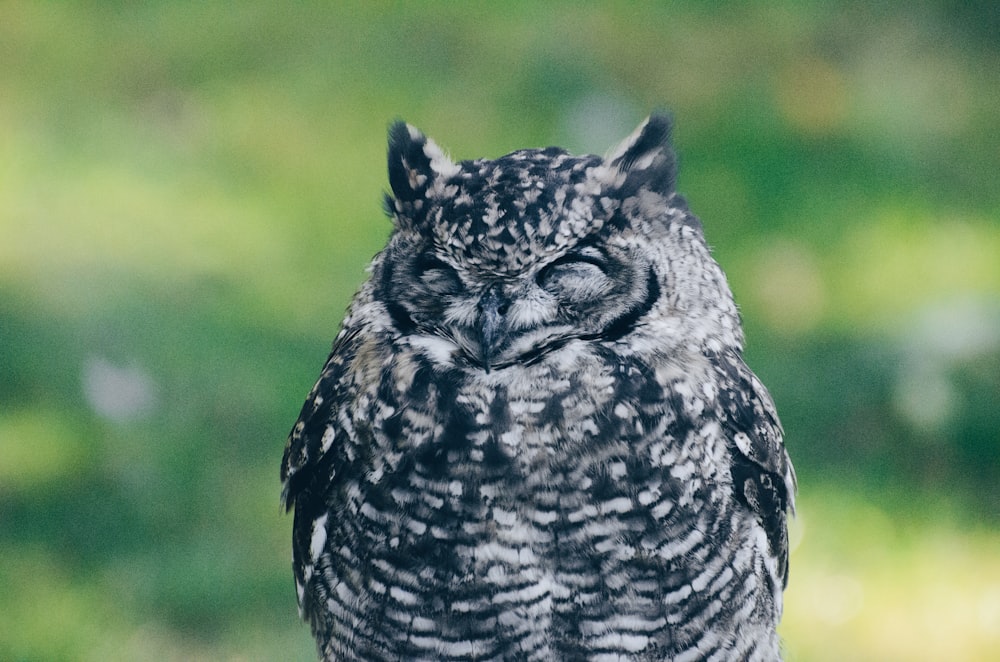 Búho negro y gris