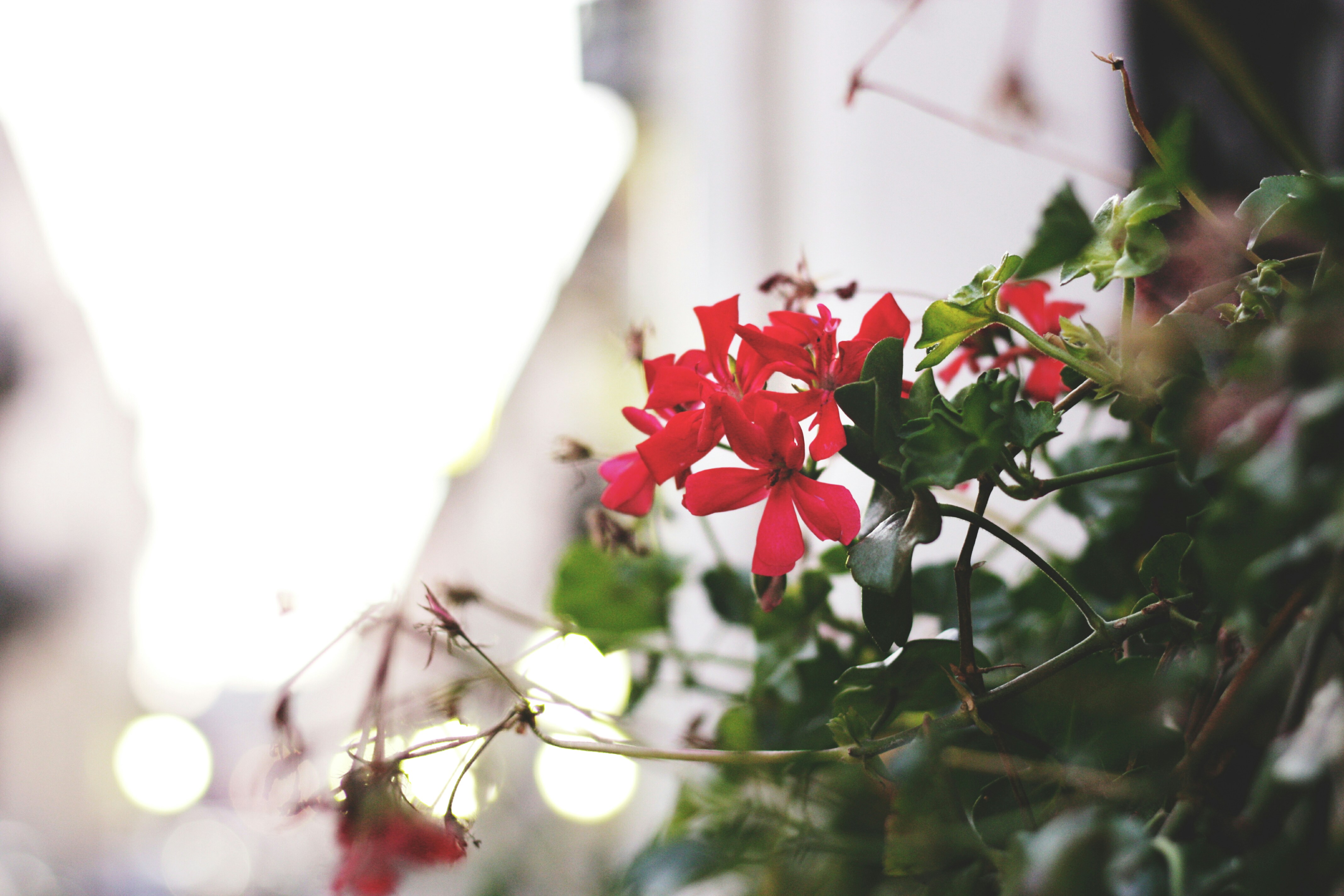 Free Unsplash photo from Helena Stretovych