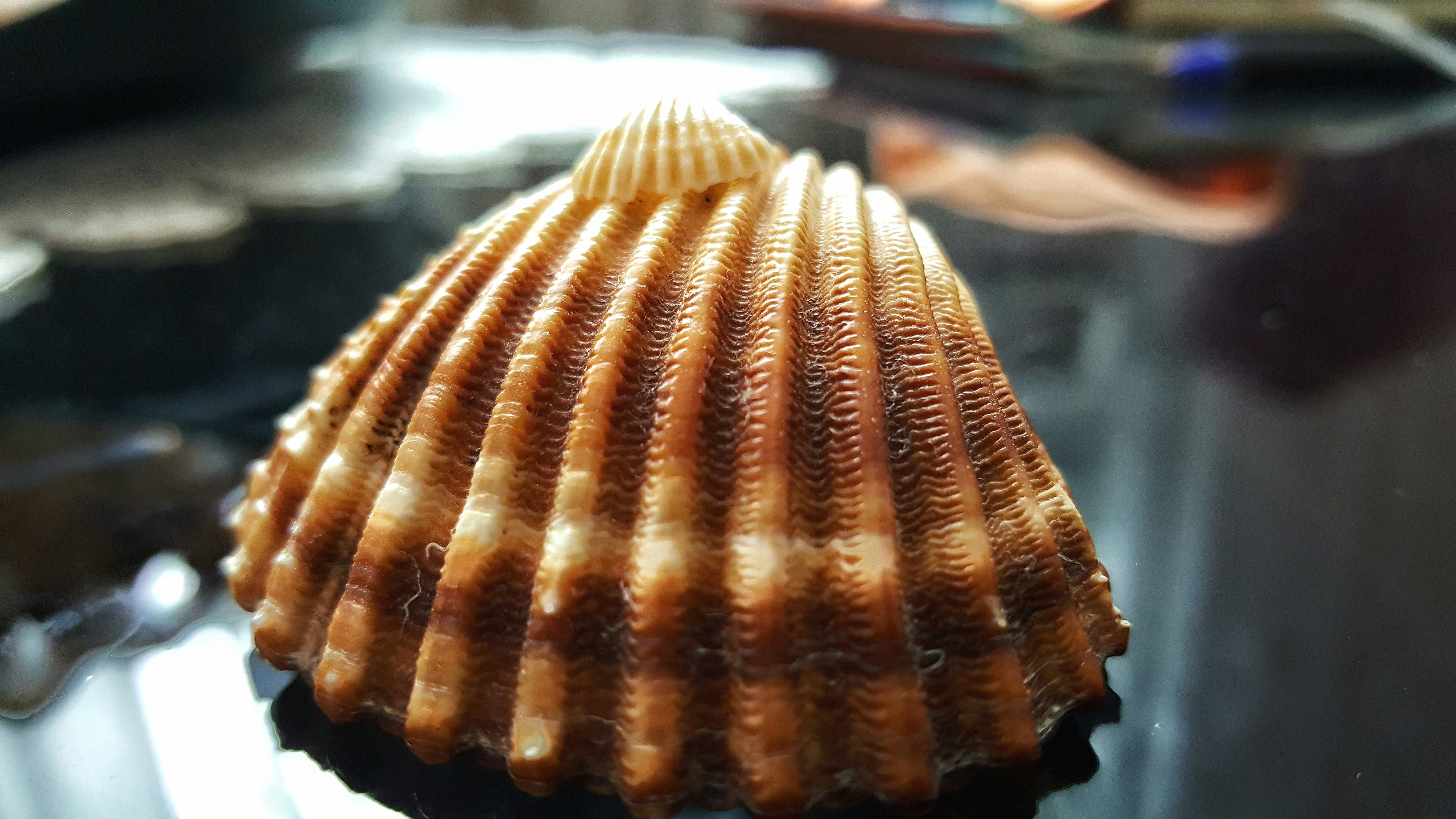 Free Unsplash photo from Oleksandr Shapovalov