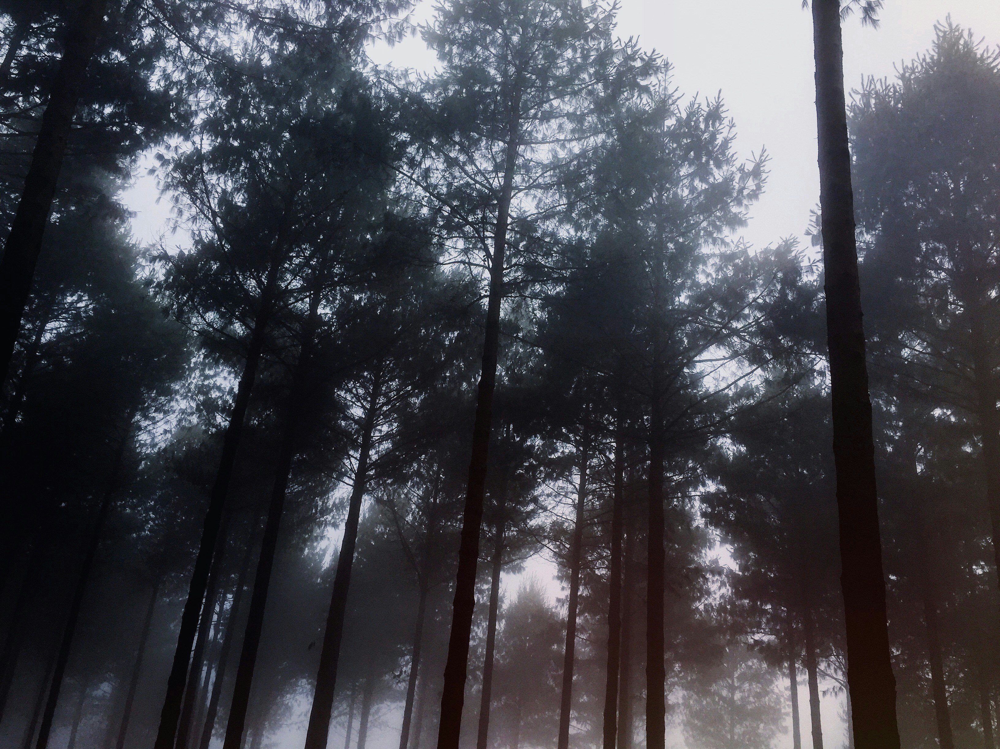 Free Unsplash photo from Riccardo Annandale