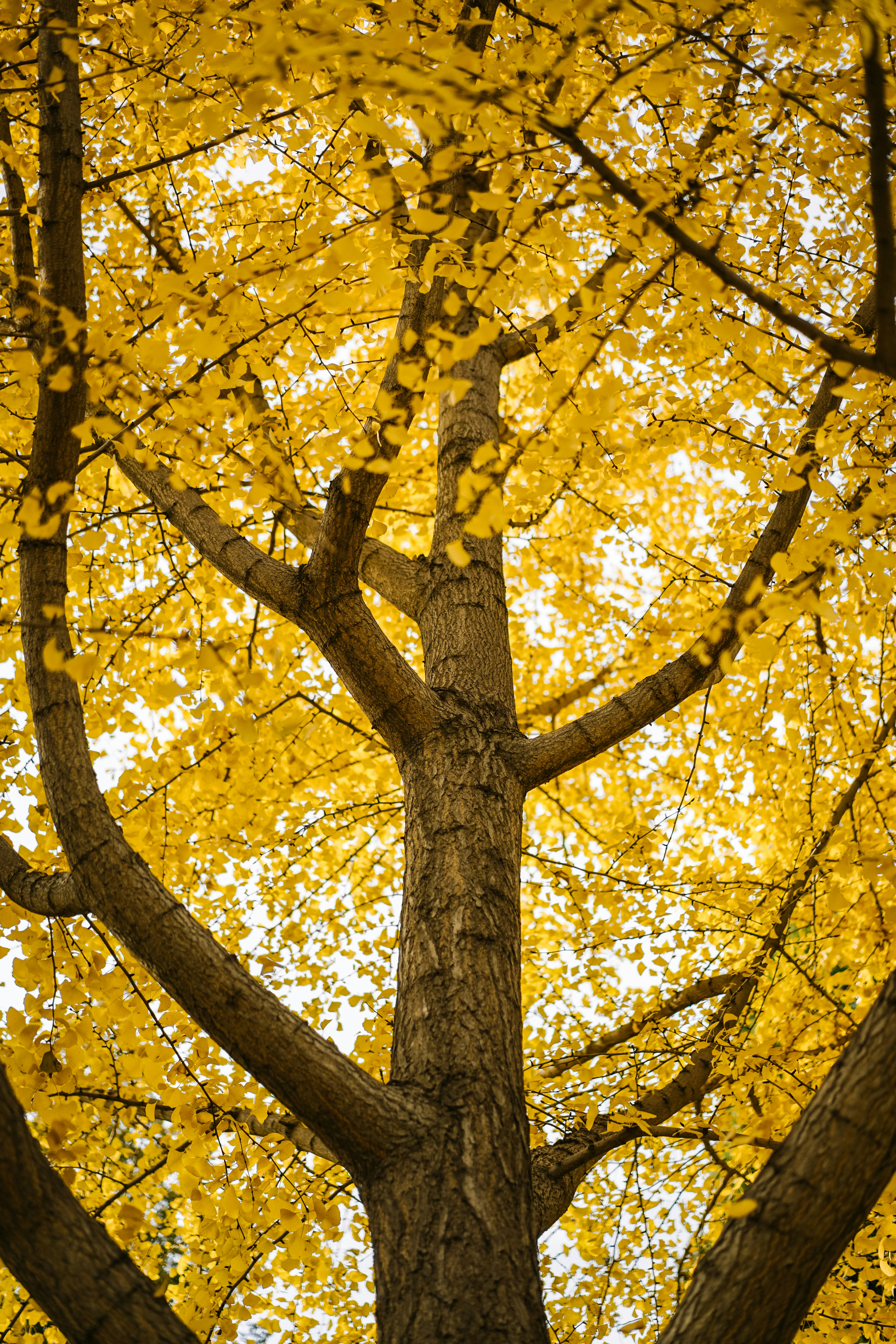 Free Unsplash photo from Yuanbin Du