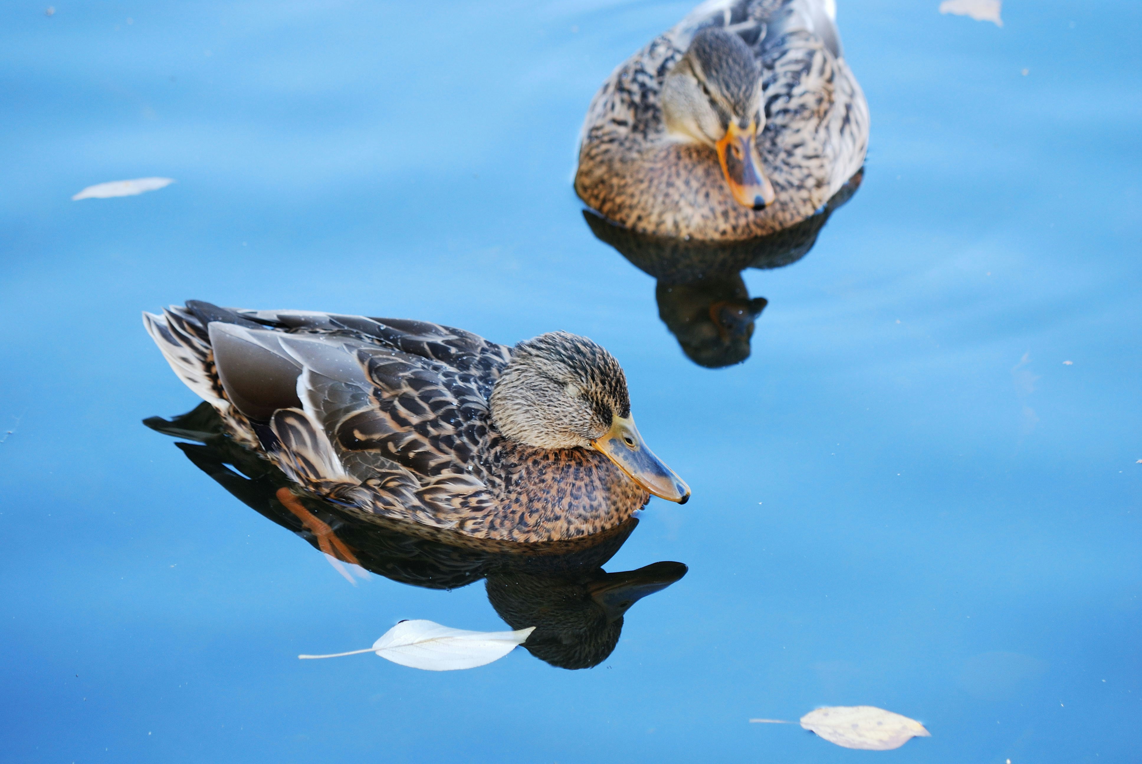 Free Unsplash photo from Денис Ляшков