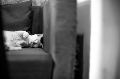 A cat is comfortably sleeping on a sofa, with its paws curled up. The feline is nestled against the back cushion, conveying a sense of coziness. The image is in black and white, adding a serene and timeless quality to the scene.