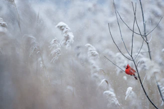 selective focus photography of cardinal bird on tree branch