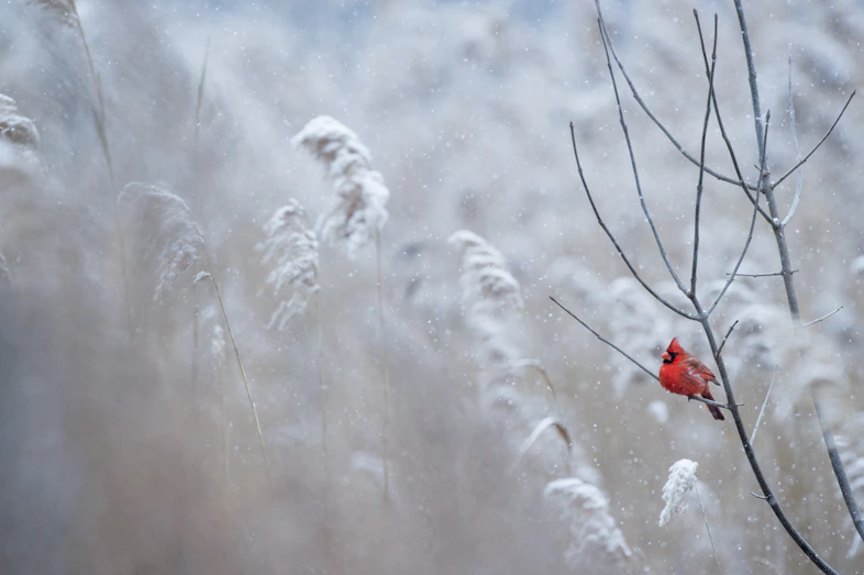 selective focus photography of cardinal bird on tree branch