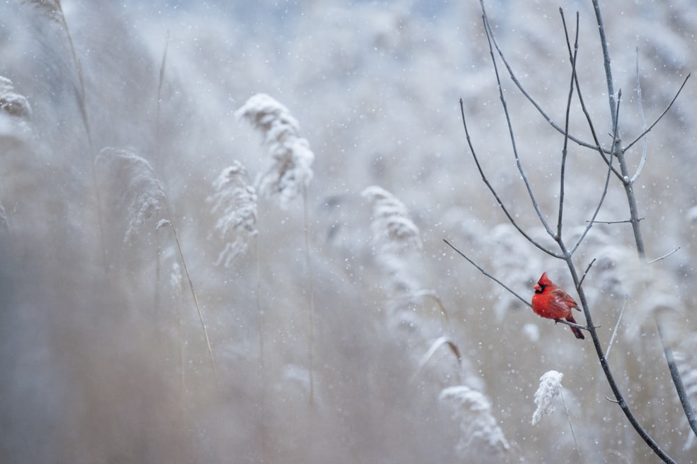 Photographie sélective de mise au point d’un oiseau cardinal sur une branche d’arbre
