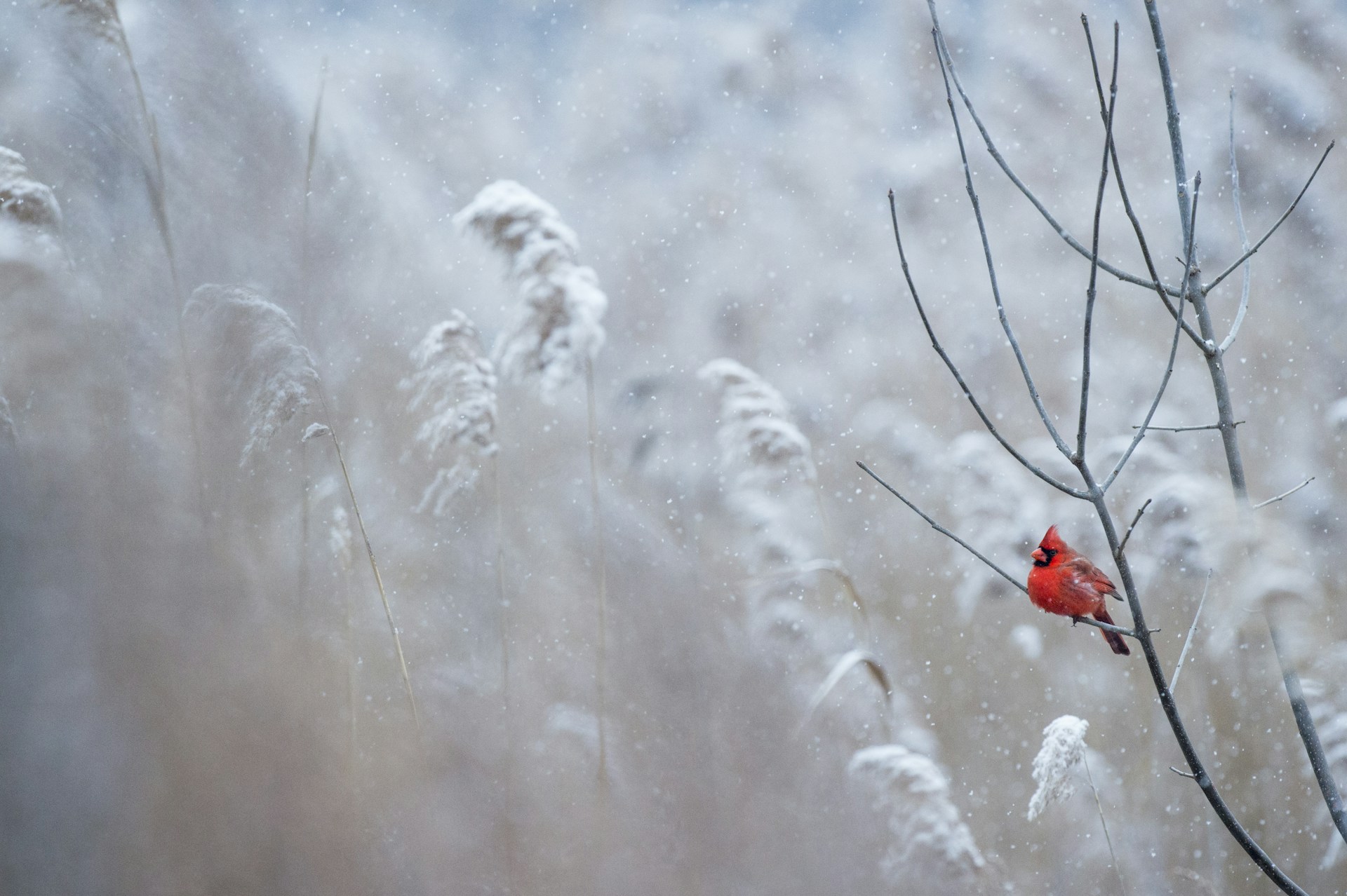 selective focus photography of cardinal bird on tree branch