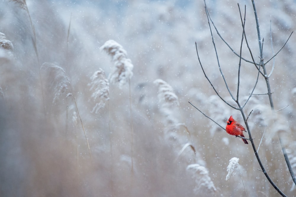A bright red cardinal bird sitting on a bare branch against the pale backdrop of tall grasses