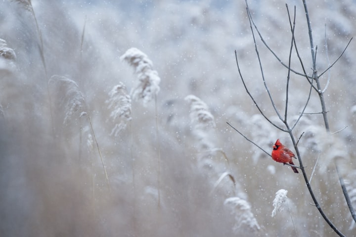 Snowflakes and Forgiveness