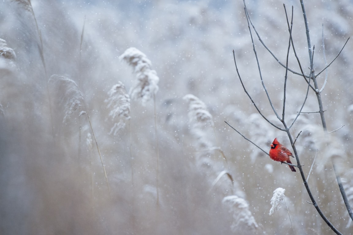 Ray Hennessy - Palmyra Cove Nature Park, Palmyra, United States