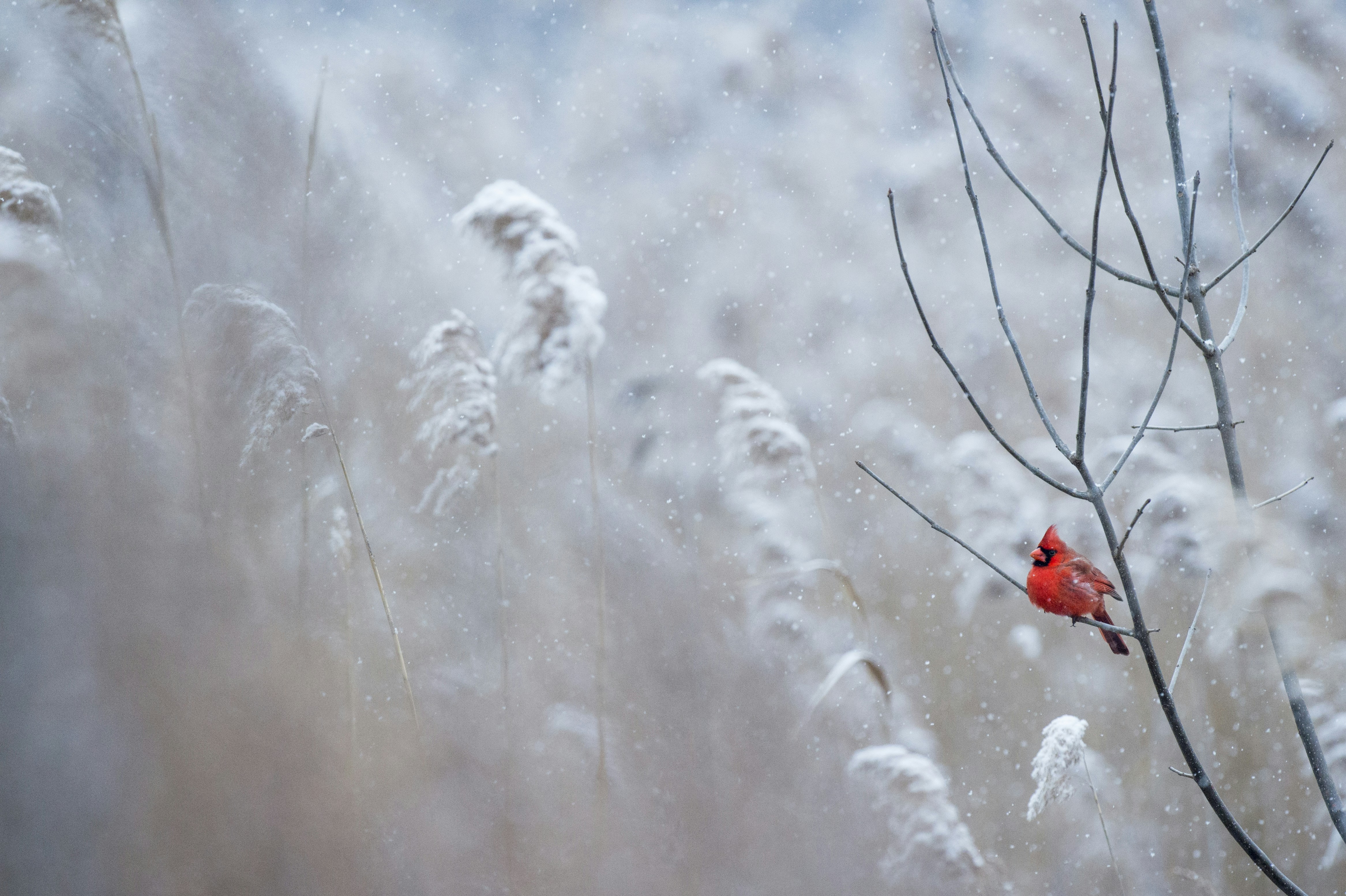 A bright red male Northern Cardinal sits perched on a branch in the falling snow.