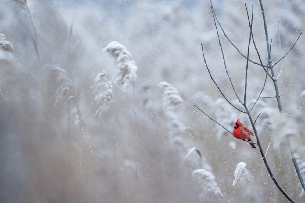 selective focus photography of cardinal bird on tree branch