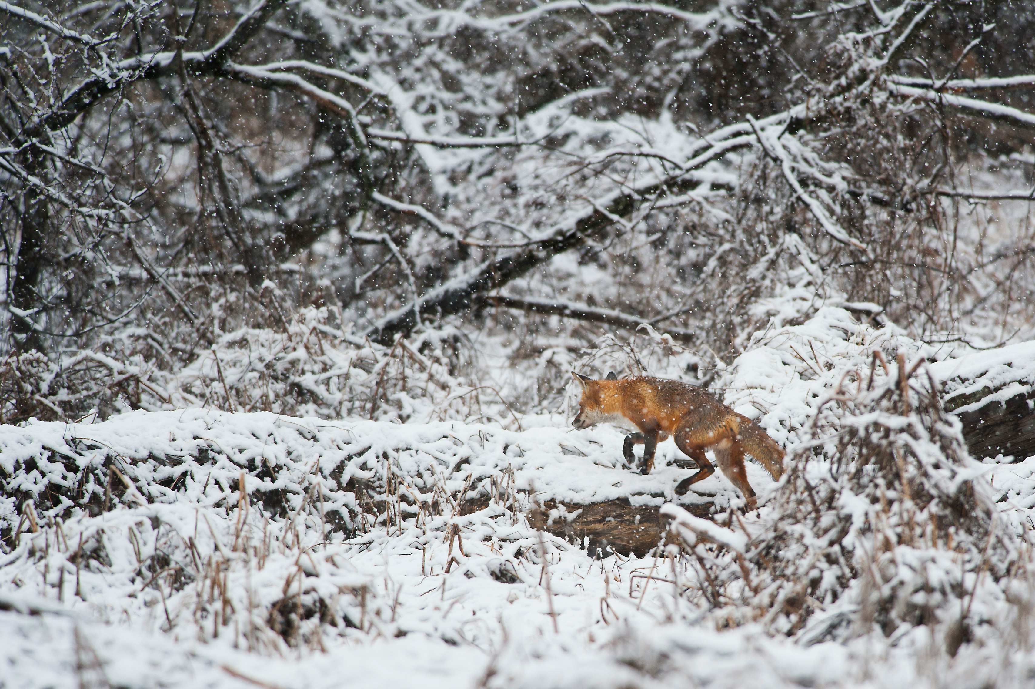 A Red Fox walks along a fallen tree in an early spring snow in Southern New Jersey.