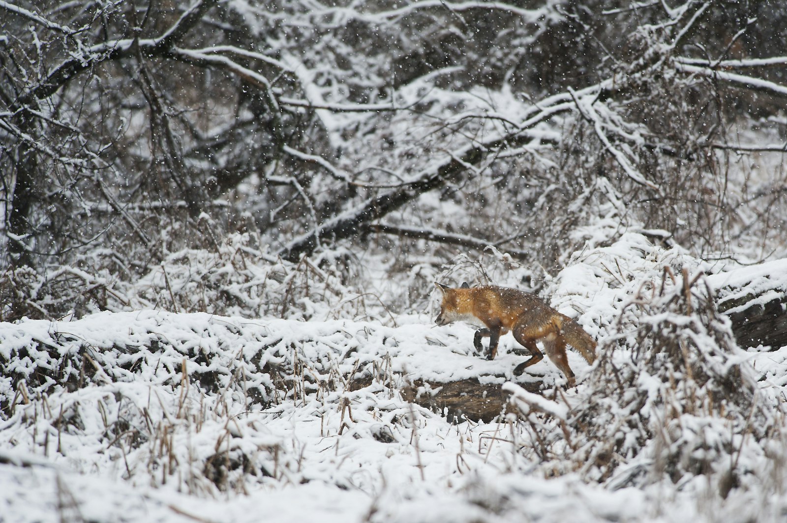Nikon AF-S Nikkor 300mm F4D ED-IF sample photo. Fox walking on snow photography