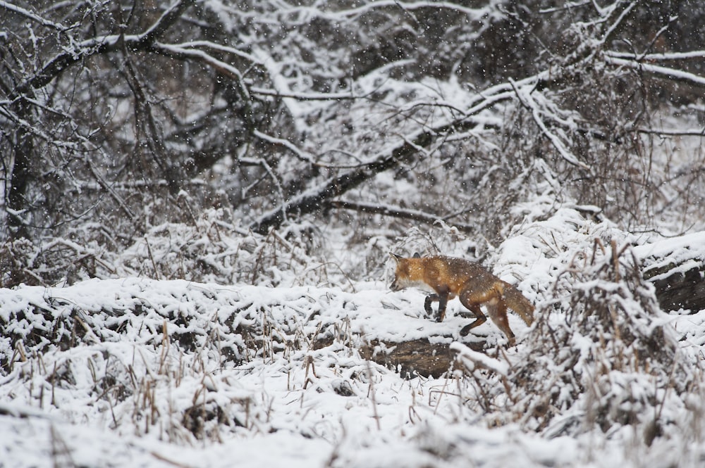 renard marchant sur la neige
