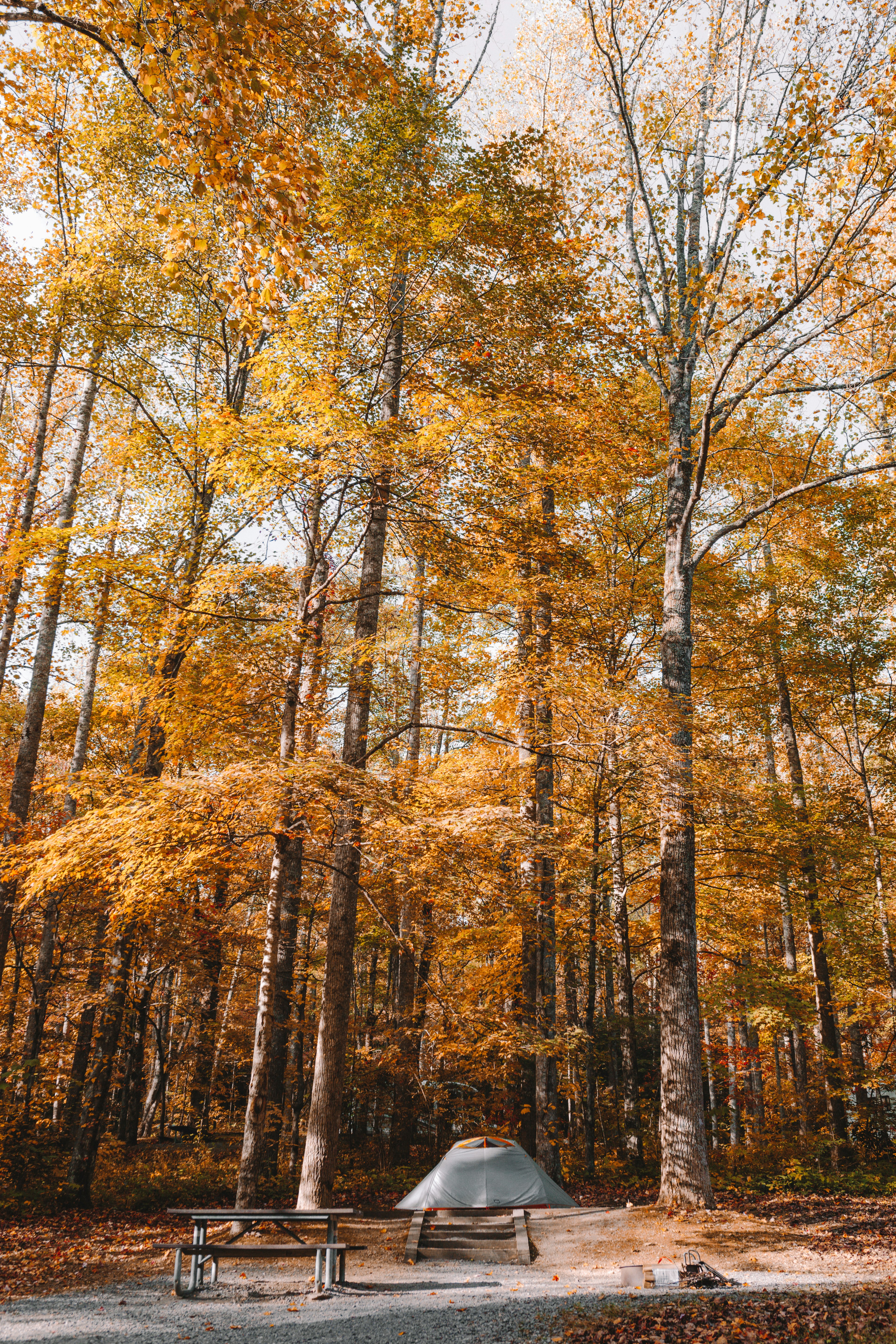 gray picnic table near tents under yellow leaf trees