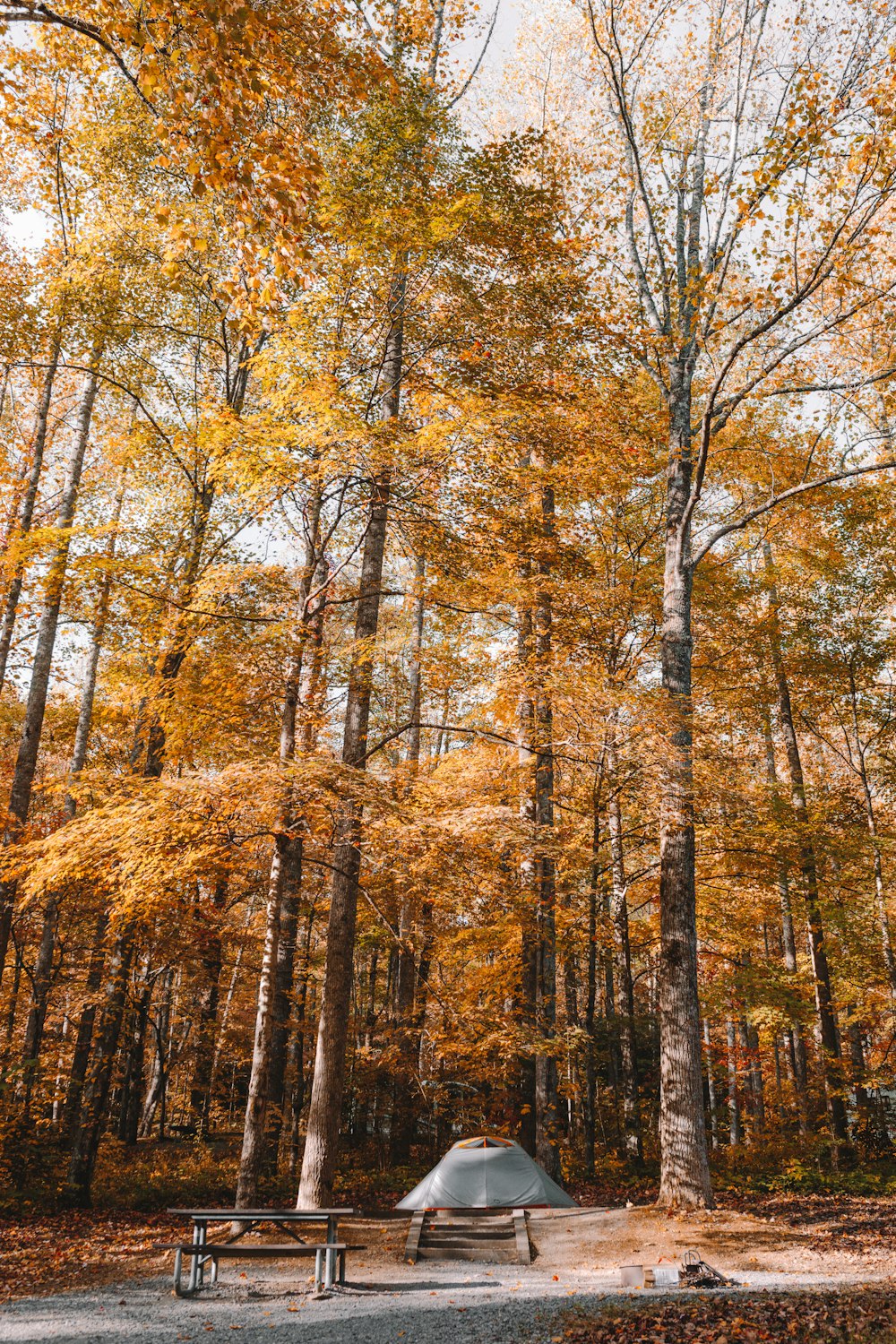 gray picnic table near tents under yellow leaf trees