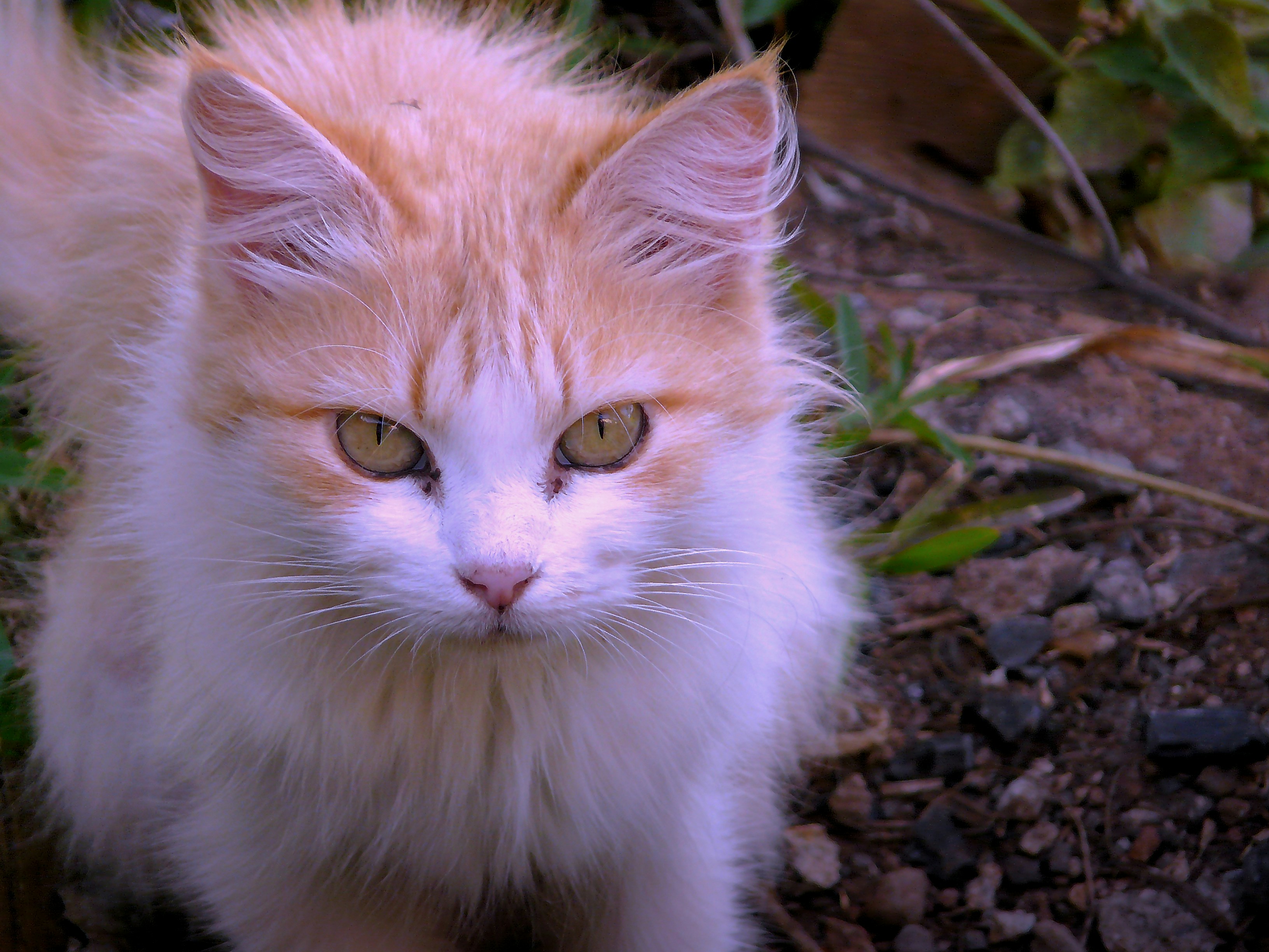 Free Unsplash photo from Robert Emmanuel