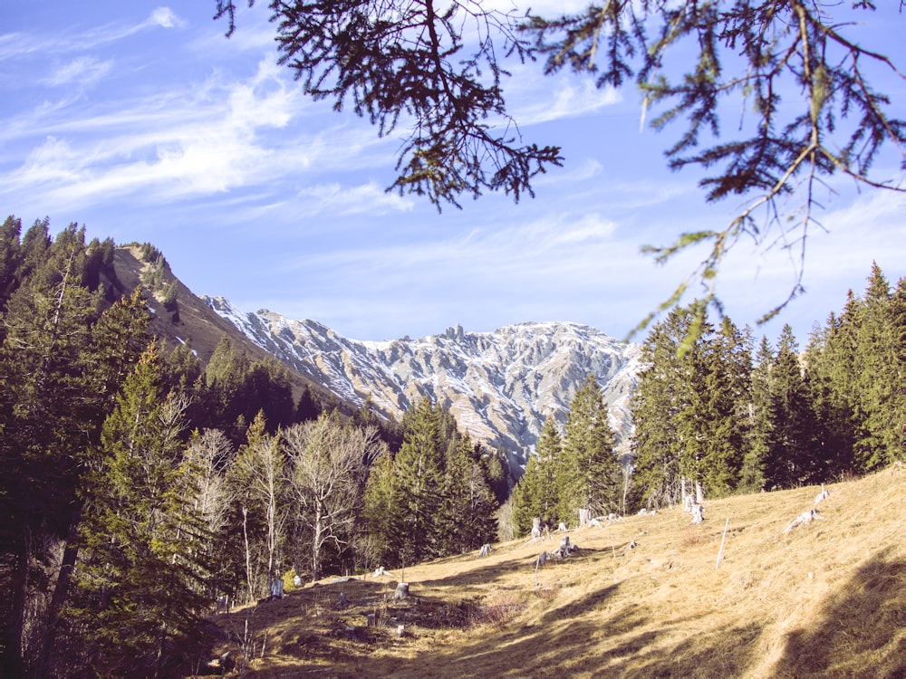 Albero verde Besude Mountain