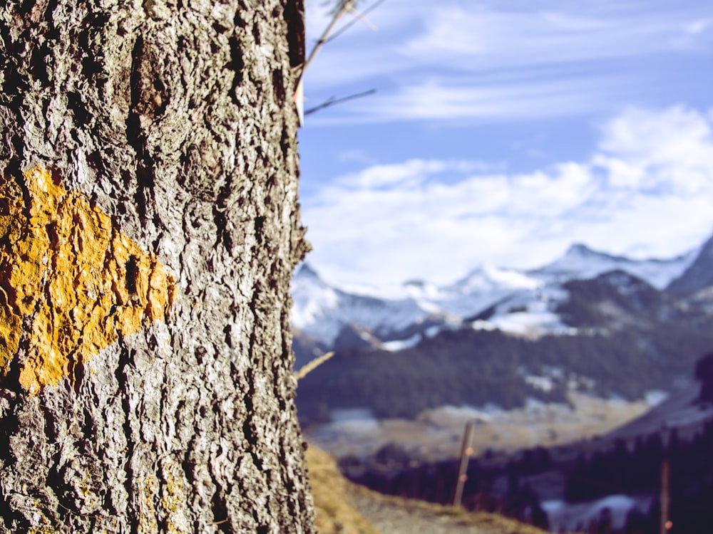 gray tree trunk