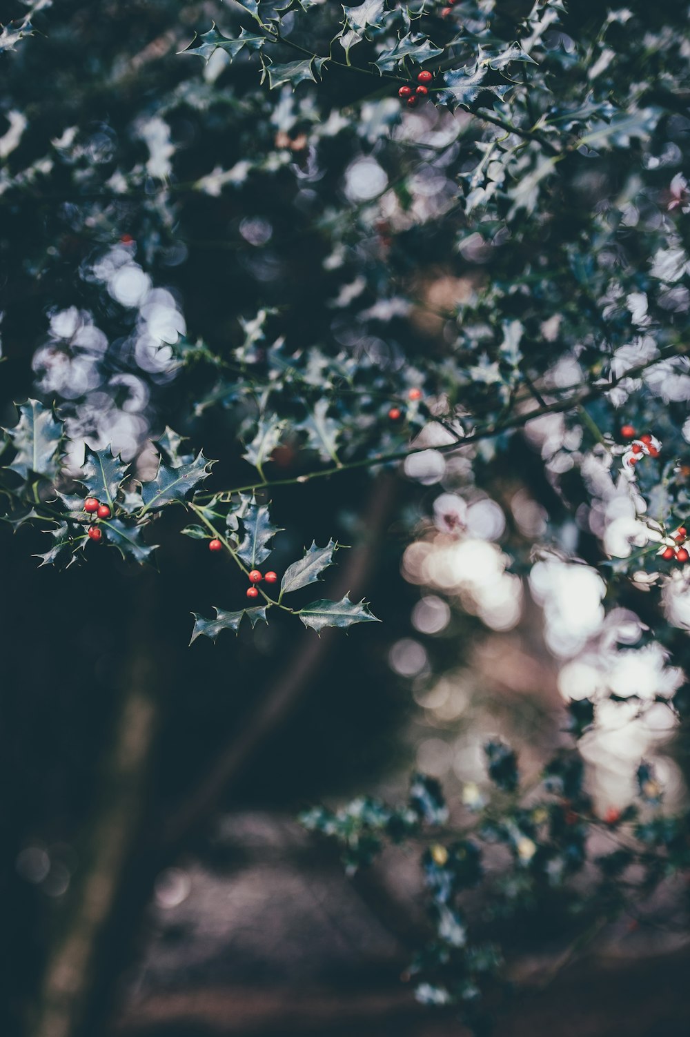 selective focus photography of white and pink petaled flowers