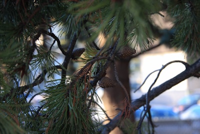 Dense pine tree branches with long green needles and a few pine cones. Light filters through the branches, and there are some out-of-focus cars and buildings in the background.