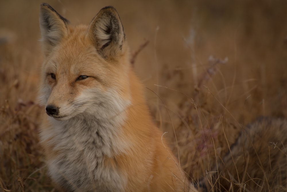 photo sélective de renard