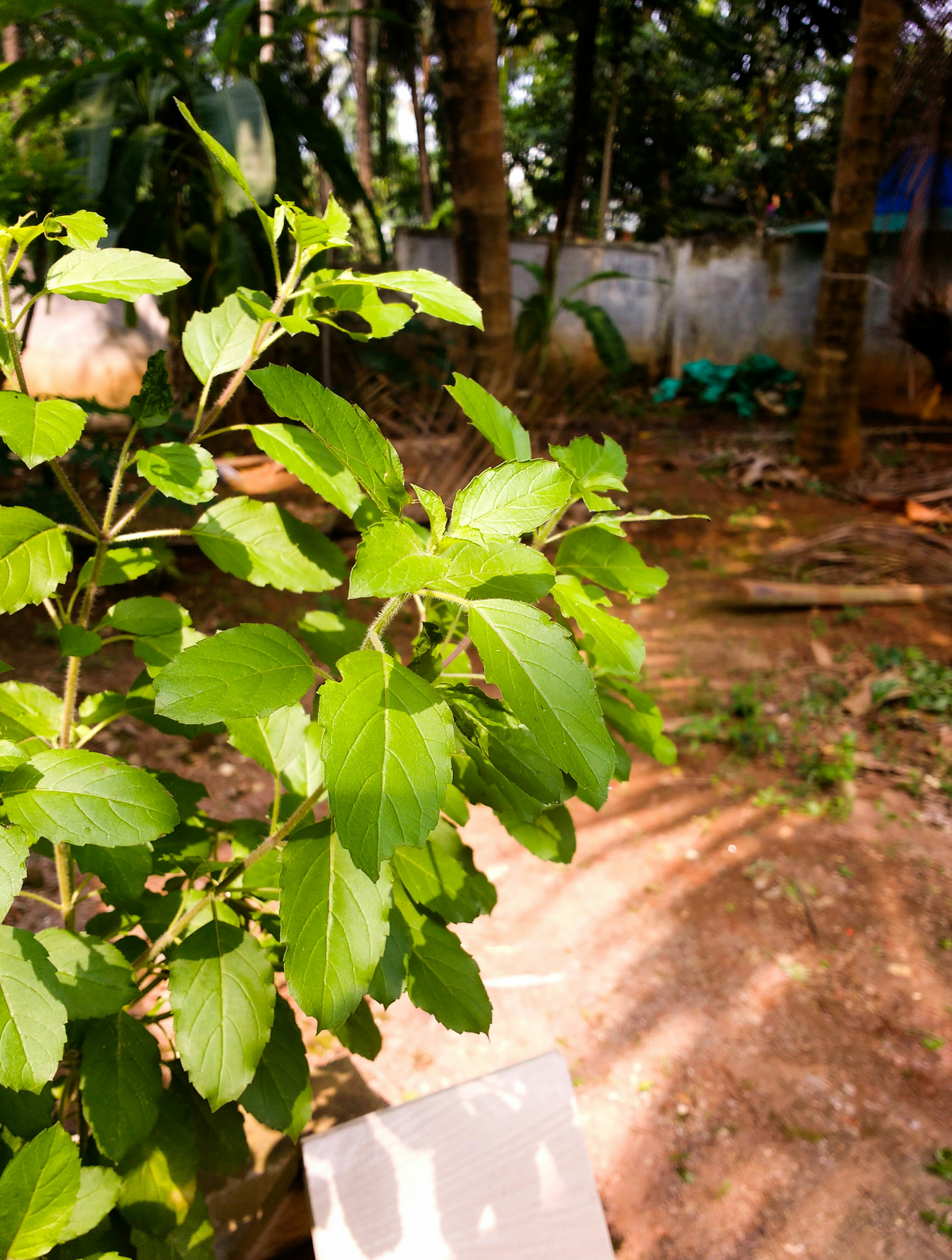 Free Unsplash photo from shaz