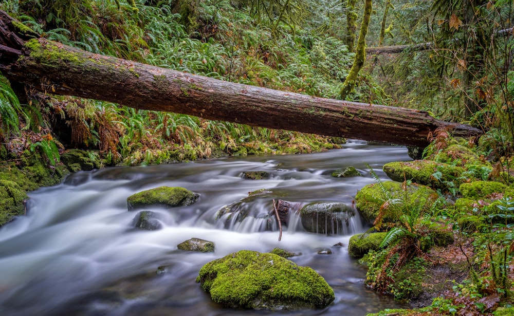 body of water between trees and plants