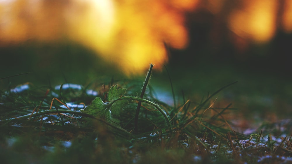 close up photo of green leaf